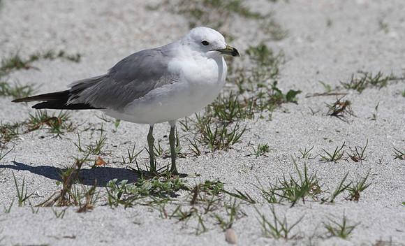 Ring Billed Gull