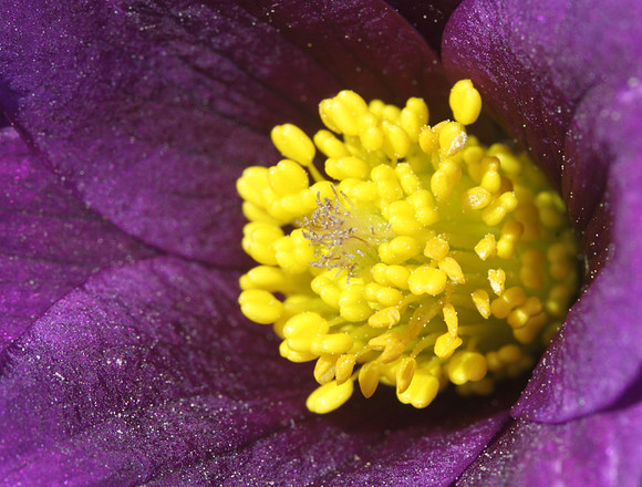 Pasque Flower Detail
