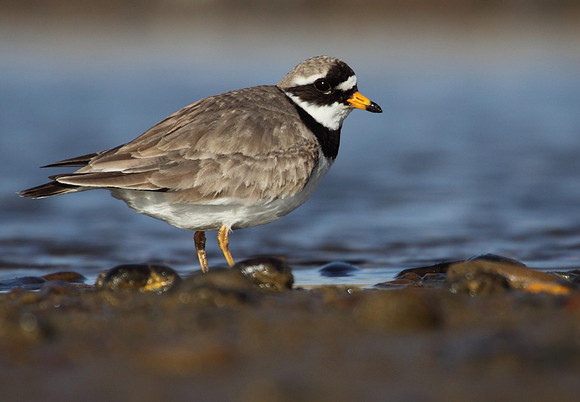 Ringed Plover