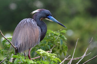 Tri-Colored Heron