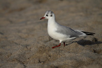 Black Headed Gull