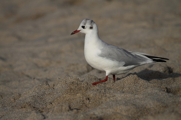 Black Headed Gull