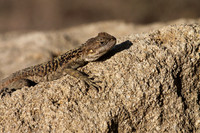 Agama Lizard