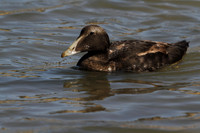 Male Eider (juvenile)