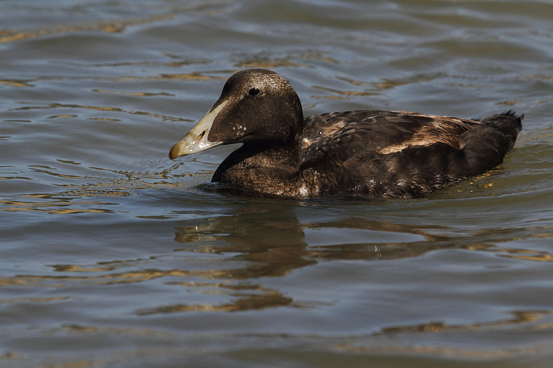 Male Eider (juvenile)