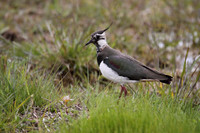 Lapwing