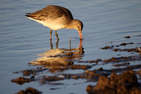 Black Tailed Godwit