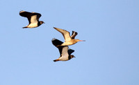 Black Tailed Godwit with Lapwings
