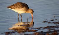 Black Tailed Godwit