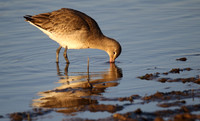 Black Tailed Godwit
