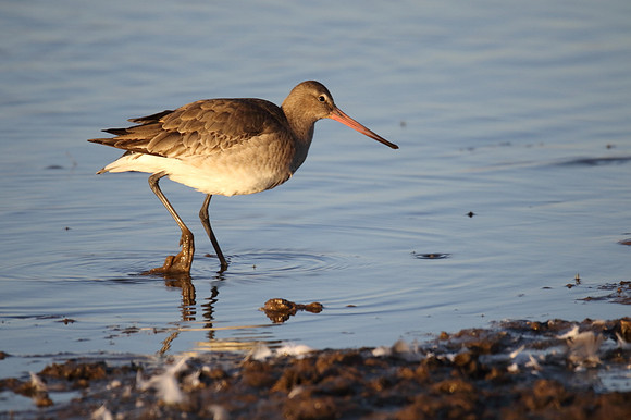 Black Tailed Godwit