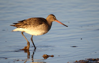 Black Tailed Godwit