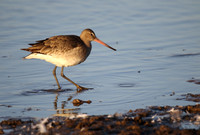 Black Tailed Godwit