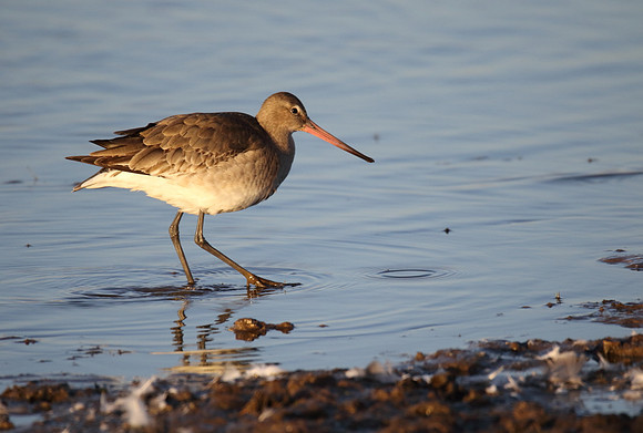 Black Tailed Godwit