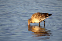 Black Tailed Godwit