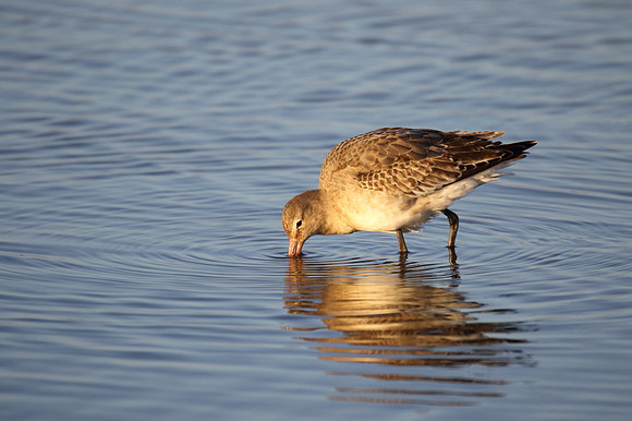 Black Tailed Godwit