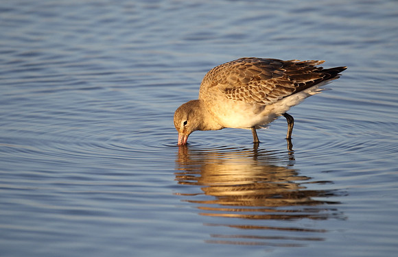 Black Tailed Godwit