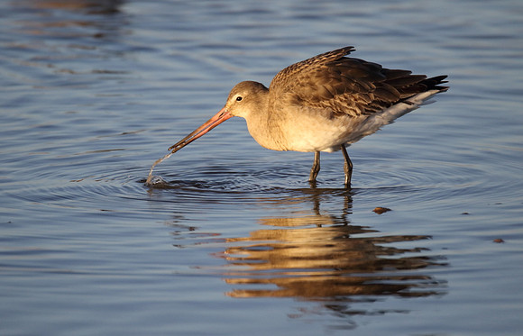 Black Tailed Godwit