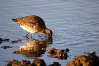 Black Tailed Godwit