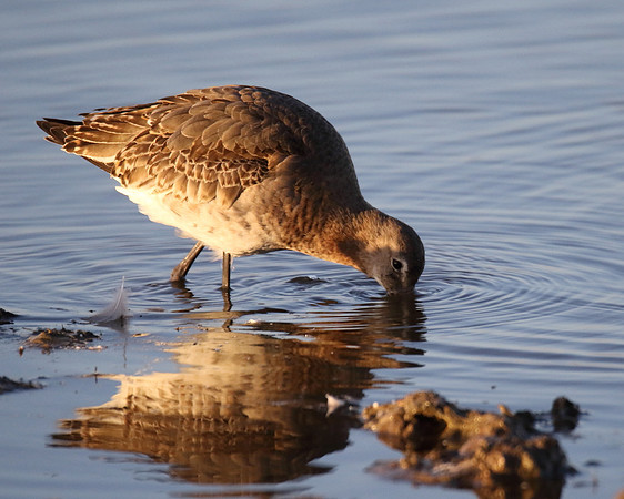 Black Tailed Godwit