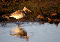 Black Tailed Godwit