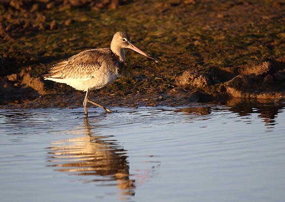 Black Tailed Godwit
