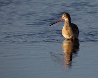 Black Tailed Godwit