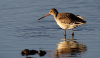 Black Tailed Godwit