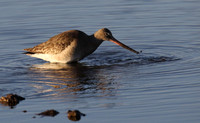 Black Tailed Godwit