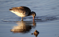 Black Tailed Godwit