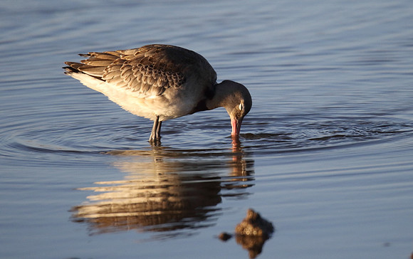 Black Tailed Godwit