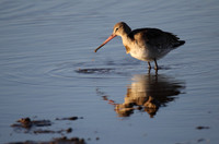 Black Tailed Godwit