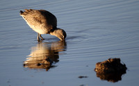 Black Tailed Godwit