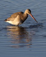 Black Tailed Godwit