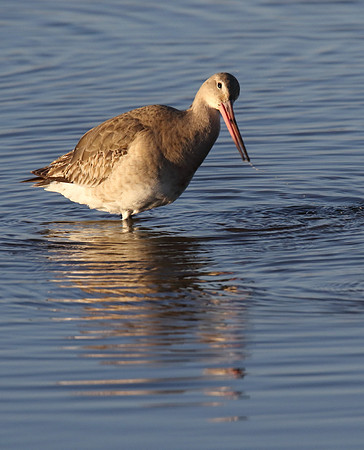 Black Tailed Godwit