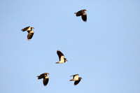 Lapwings