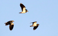 Lapwings