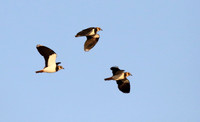 Lapwings