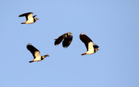 Lapwings