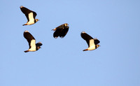 Lapwings