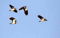 Lapwings