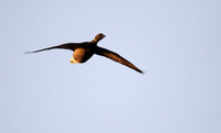 Brent Goose in flight