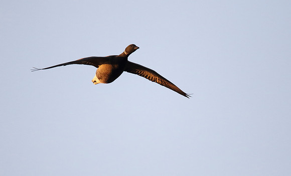 Brent Goose in flight