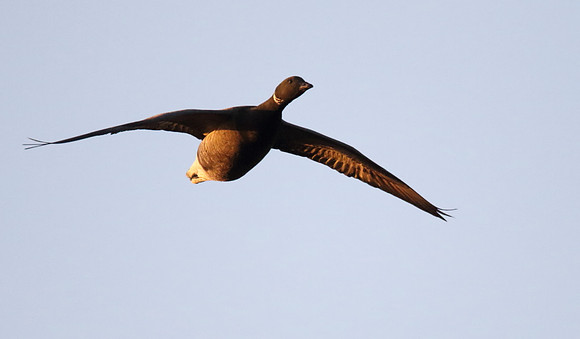 Brent Goose in flight
