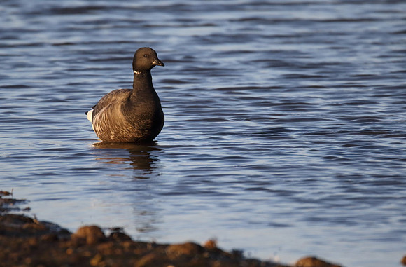 Brent Goose