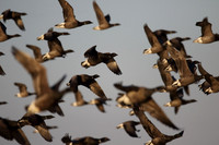 Brent Geese