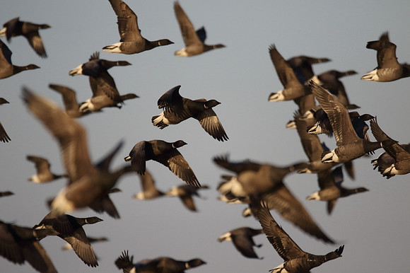 Brent Geese