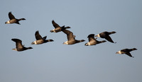 Brent Geese