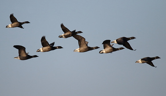 Brent Geese