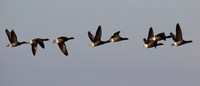 Brent Geese